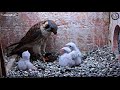 American Kestrel Chick Upended During Feeding – June 21, 2018