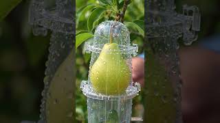 Genius Gardening Trick! 🍐✨ Growing Living Fruit Sculptures (Mind-Blowing) #shorts #nature