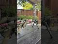Tiger stripe rifle paint #tacticaledc #diy #painting