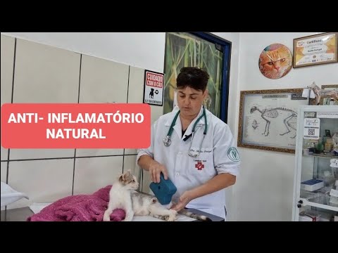 Vídeo: Como administrar esteróides em gatos com inflamação: 10 etapas