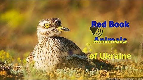 🔉 Sounds Red Book Animals of Ukraine