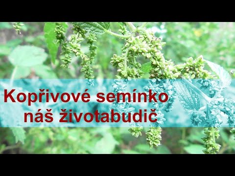 Video: Koprová Semínka Pro Krásu A Mládí