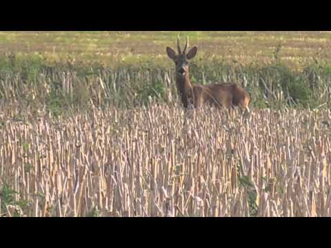 Appeau à Chevreuil - Hunt North