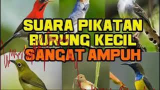 suara pikat andalan burcil