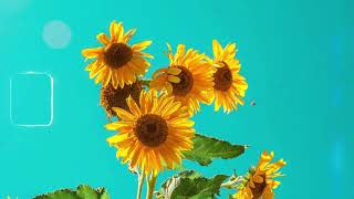 ทานตะวัน (Sunflower) - Shineboys「Official Audio」