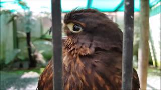New Zealand falcon call slowed down screenshot 3