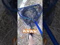 何をどうあがいてもエビが採れる水路 #shorts