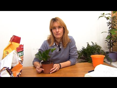 Video: Dracaena: koduhooldus