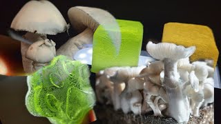 Making Medicinal Mushroom Agar Gummies (Vegan Friendly)