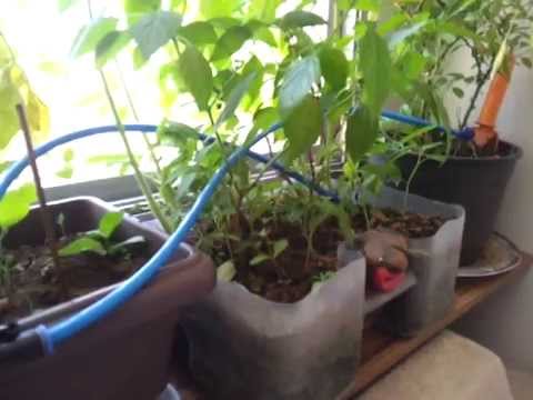Sistema Hidroponico Para Apartamento Sistema Hidroponico Para Apartamento