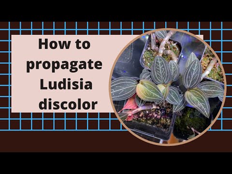 Video: Ludisia Orchid Care - Mẹo Trồng Hoa Ngọc Lan