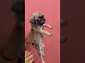 pugpuppys#shortsfeed #shortvideo #dogbreed #dogshots