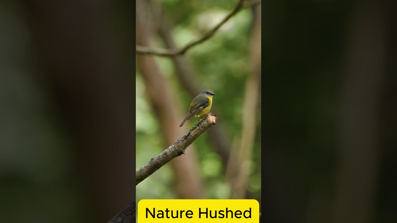 I could watch yellow robins all day 🐥 