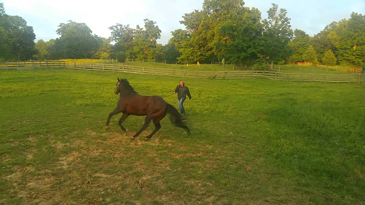 Crush AQHA Stallion