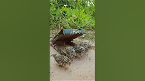 Simple Quail Trap with old paper box. # #creative #birds #traps #shots
