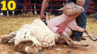 Sheep Shearing sure is Satisfying - 10 Farming Techniques