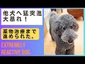 スタンダードプードル。他犬を見ると大暴れ。薬物治療まで進められた。