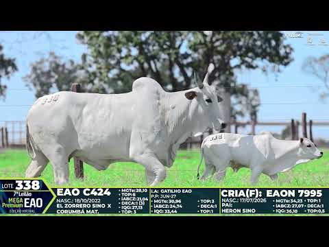 LOTE 338