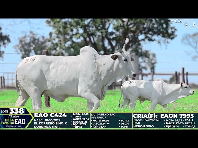 LOTE 338