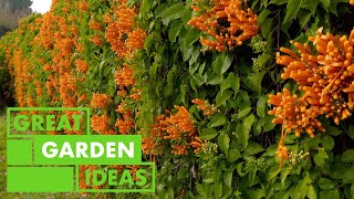 All about Pyrostegia | GARDEN | Great Home Ideas by Great Home Ideas 1,280 views 17 hours ago 2 minutes, 34 seconds