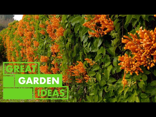 All about Pyrostegia | GARDEN | Great Home Ideas