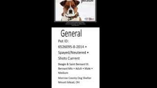 Morrow County Dog Rescue And Pugapalooza Alberta