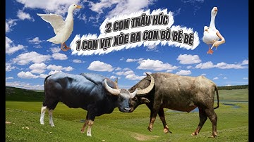 Nhạc chế Ding Ding TV: Hai con trâu húc 1 con vịt xòe ra con bò bé bé