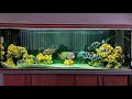 королева танганики фронтоза (cyphotilapia frontosa) и радужная цихлазома (vieja synspilum)