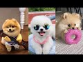 Teacup pomeranian compilation  mini pomeranian tiktok compilation  2022  100 clips