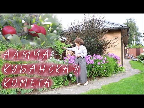 Алыча Кубанская комета / Весь сезон