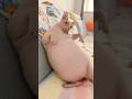 Why Do Sphynx Cat Get So Chubby? #goodtoknow #vet #medicine #funfacts #lifehacks #educational #learn