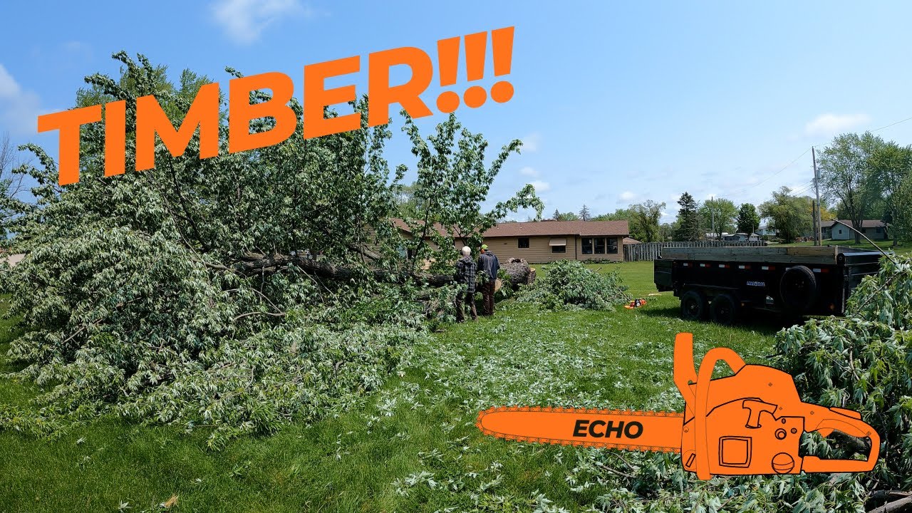 New Echo Chainsaw - Old Maple Tree Removal - YouTube