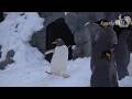 旭山動物園 ジェンツーペンギン48番暴れまくり!-#48 Running around