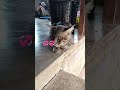 #cute น่ารักเพื่อนสี่ขา อาชิครับชื่อผม 🇹🇭🇹🇭🇹🇭💕💕💕🌹🌹🌹