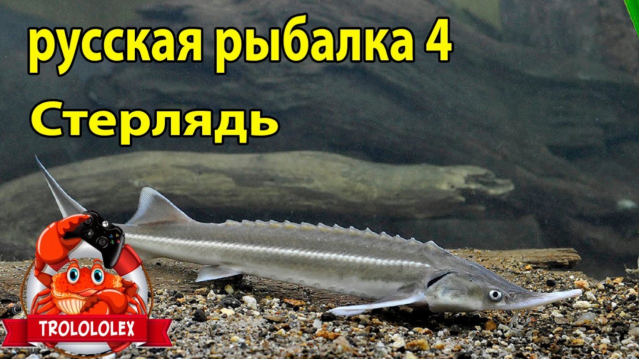 Реальная рыбалка стерлядь волга