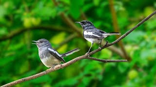 Natural Bird Sounds  Birds Singing Relax, Wild Bird Sounds relieve stress, sleep well