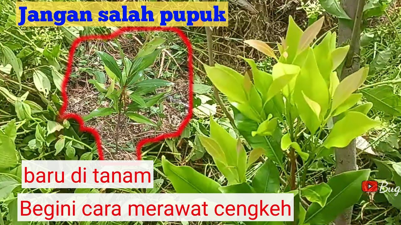 Pupuk yang baik untuk awal tanam. Perawatan cengkeh pada awal mula tanam.
