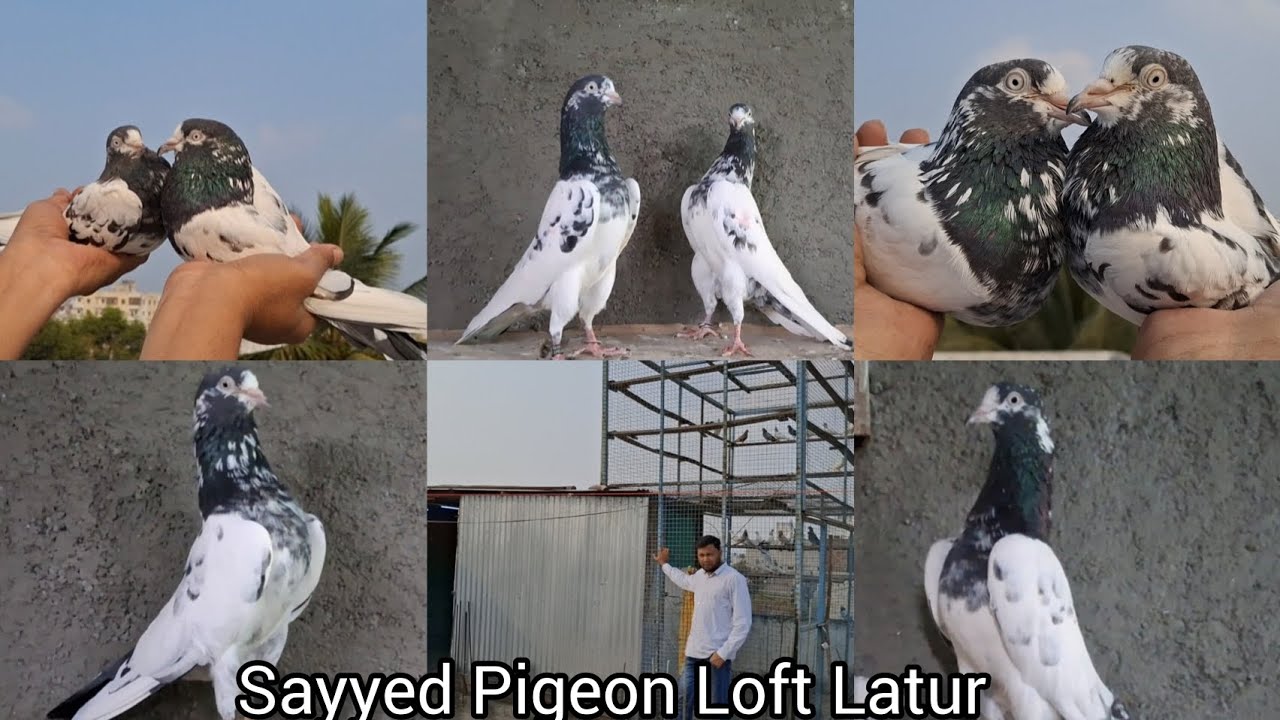 Sayyed Pigeon🕊️ Loft 😍 imported Teddy kabootar 🕊️😍, Maharashtra Latur Part--5