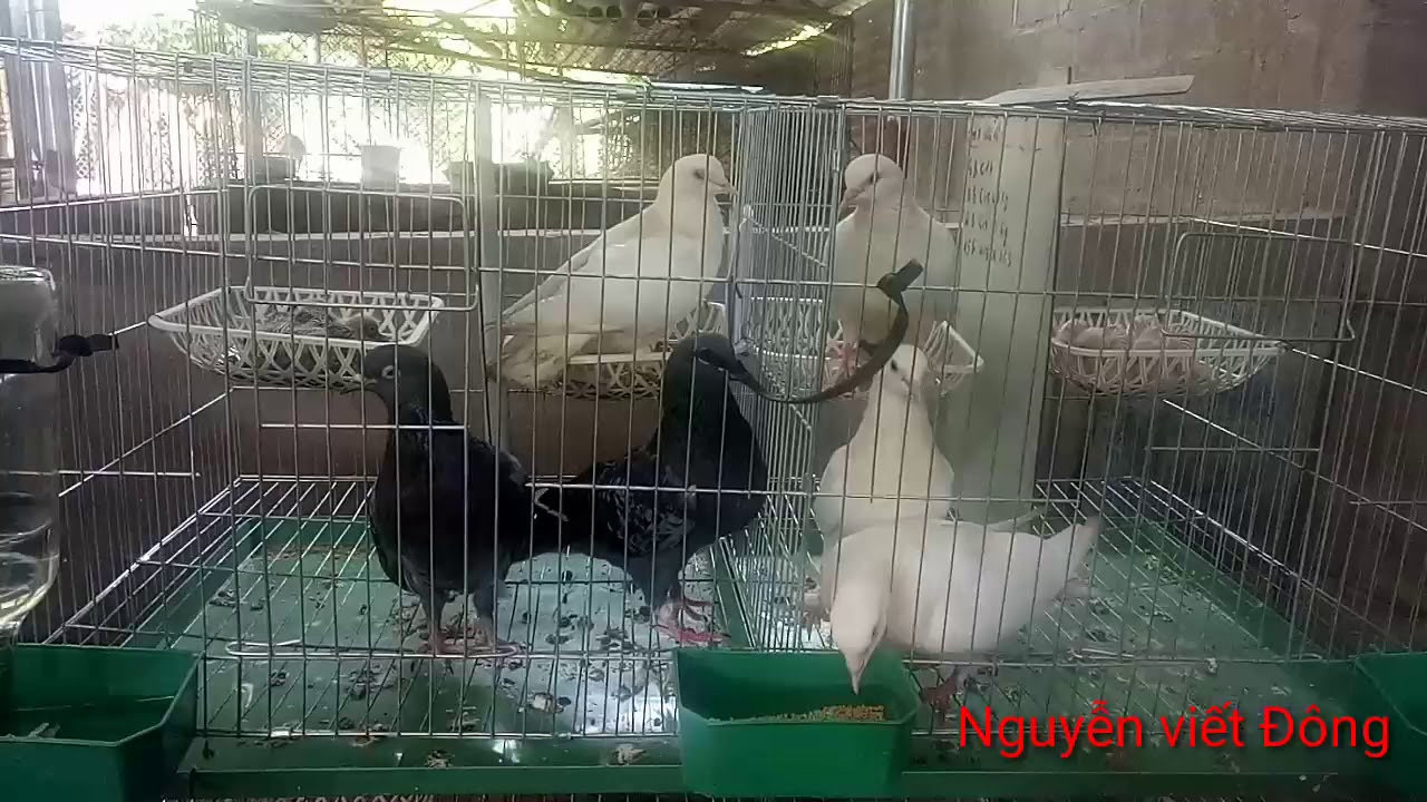 #Làmgiầutừquê kỹ thuật ghép chim bồ câu 1 trống 2 mái