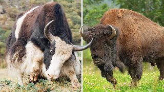 Yak vs Bison | Who's Better?