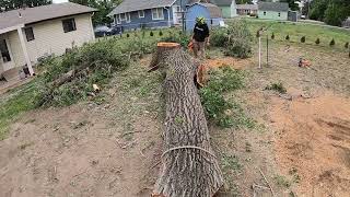 Another boring tree removal with the Haulotte 5533A Towable Boom Lift