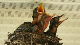 Robin chicks  day 12