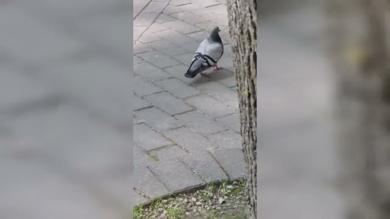 Великие караси. 