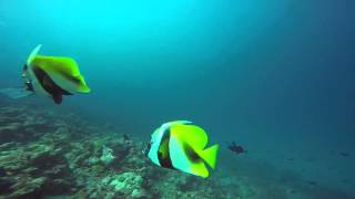 Diving Maldives 2015-2016