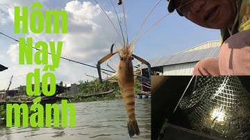 @ĐặngVàngOfficial@ Câu Tôm Càng Xanh,làng Bè Cái Đôi.hôm nai dô mánh các bạn ơi