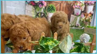 プードル•*¨*•.¸♬︎ 748367 T・プードル - YouTube