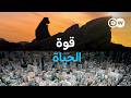 وثائقي كوكب الأرض إعادة كتابة تاريخ كوكبنا وثائقية دي دبليو