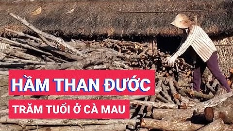 Nghề hầm than đước trăm tuổi ở Cà Mau