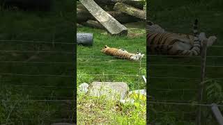 #zoo @ Southwick zoo