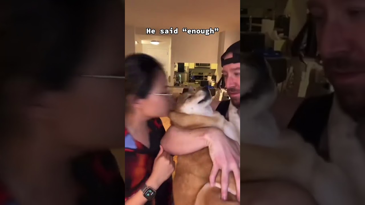 Our Shiba don’t like kisses lol #shibainu #dogshorts #funnydogs